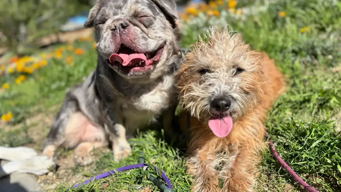 Leash Reactivity - how to cope and address it?