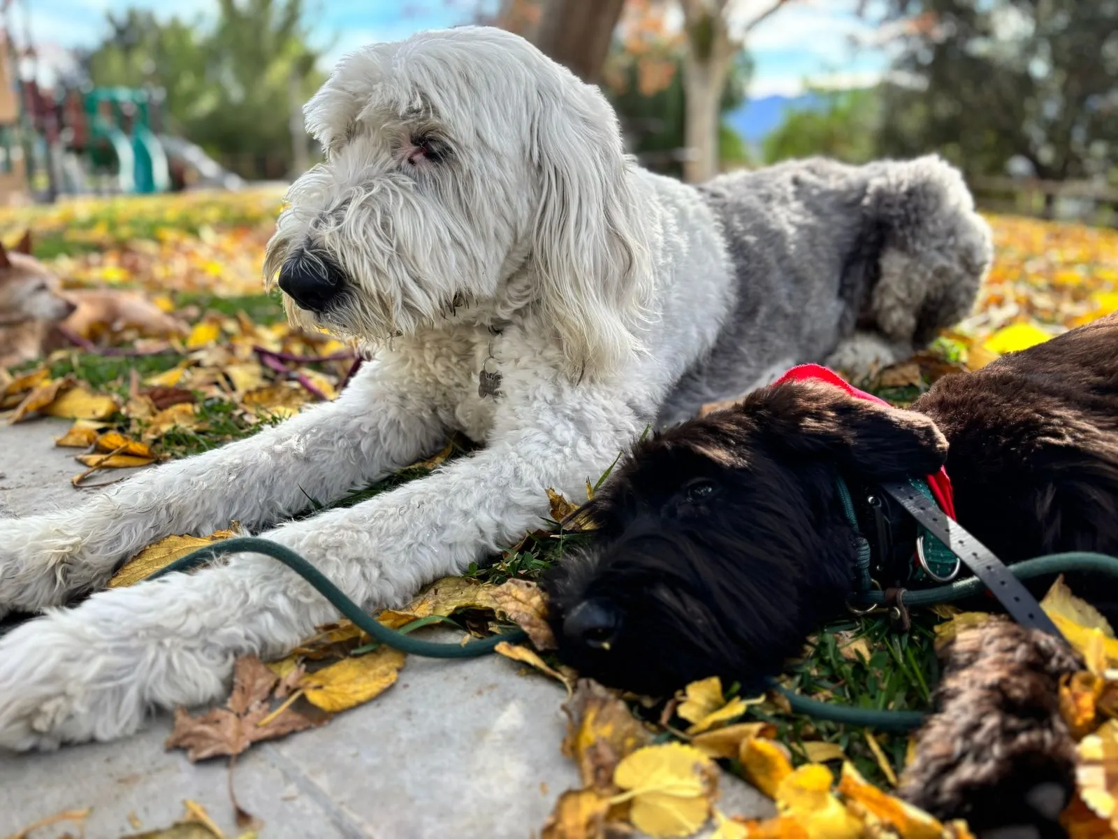 Leash Reactivity - how to cope and address it?