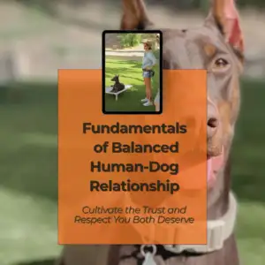 Fundamentals of Balanced Human - Dog Relationship