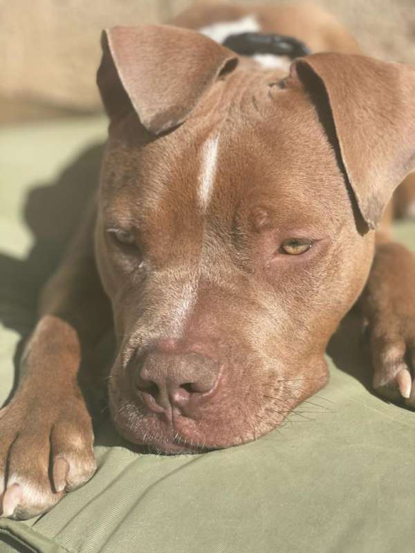 What to do when your dog bites you? A Dog's Life with Lia