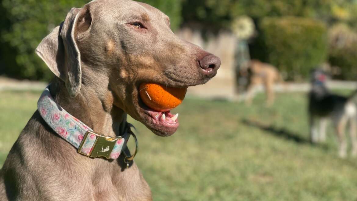 From Dog Lover to Dog Trainer