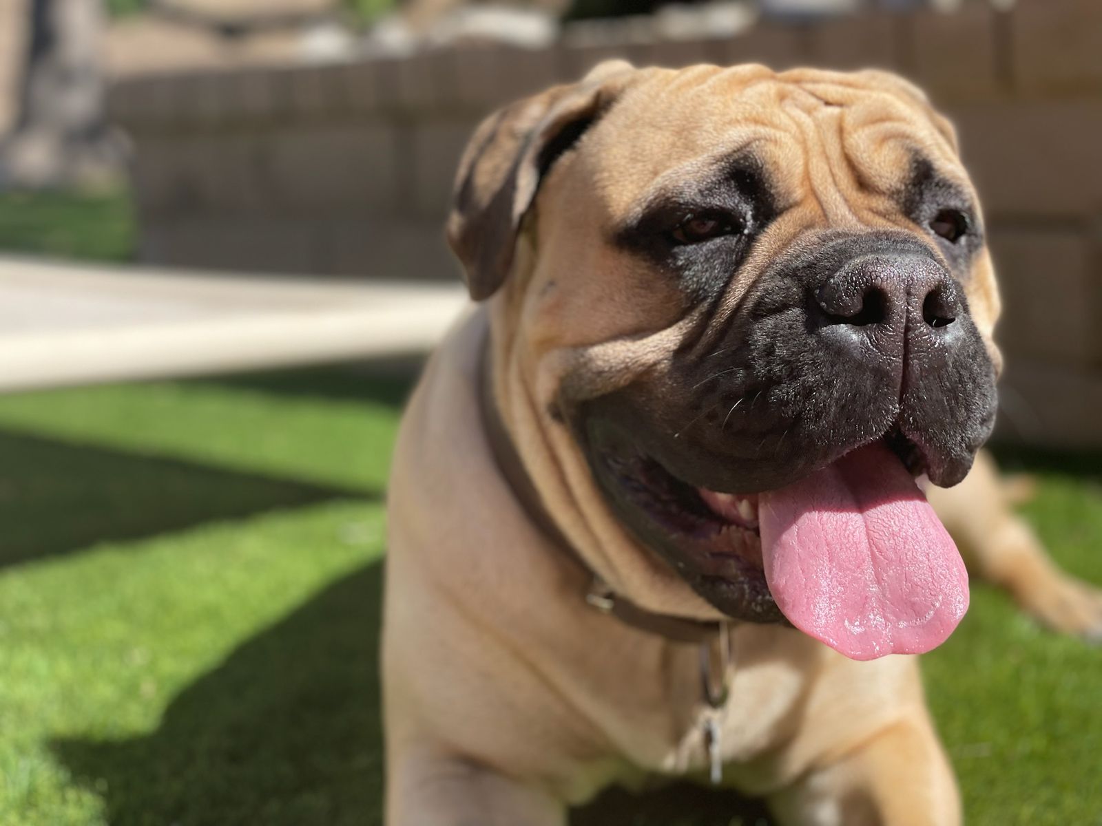 Why do dogs lick you? - A Dog's Life with Lia