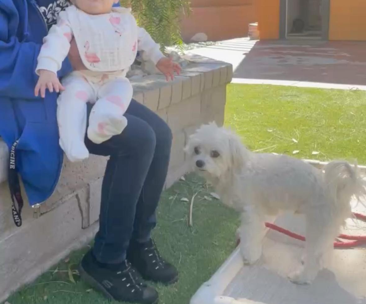 Dogs Babies-1 - A Dog's Life with Lia