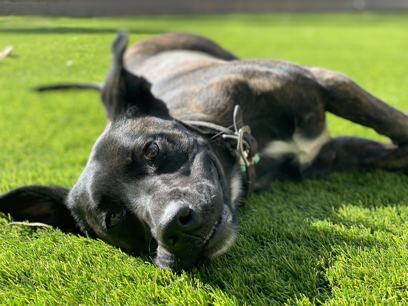 Dog Parks Ya or Nay 2025 - A Dog's Life with Lia