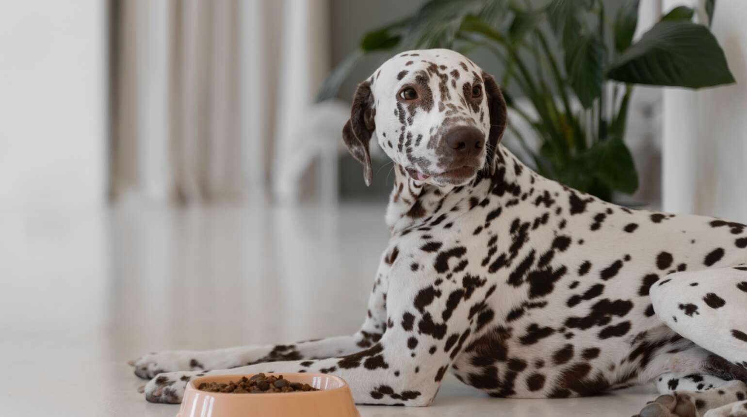 Why should dogs work for food-2 - A Dog's Life with Lia