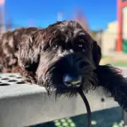 Pure Bred dogs and the State of the Union