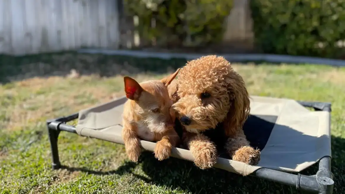Do dogs understand kisses