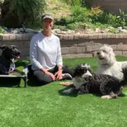 connection in dog training