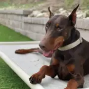 things to consider before getting a big dog