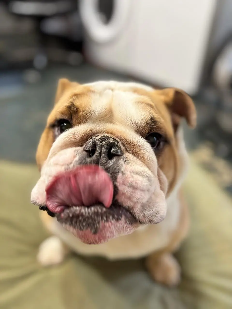 Why Your Dog Gets More Excited When You Pet Them