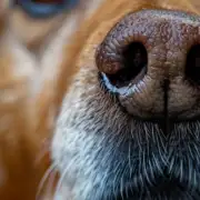 Why Does My Dog Ignore Me? Your Dog May Actually Be Confused