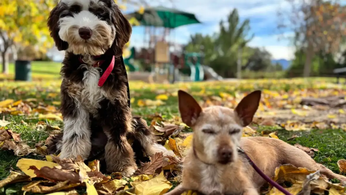 How to choose an emotional support dog and how long the training lasts?