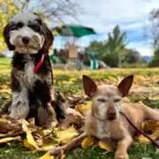 How to choose an emotional support dog and how long the training lasts?