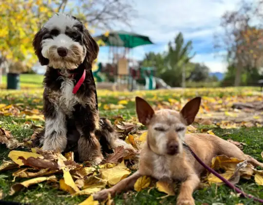 How to choose an emotional support dog and how long the training lasts?