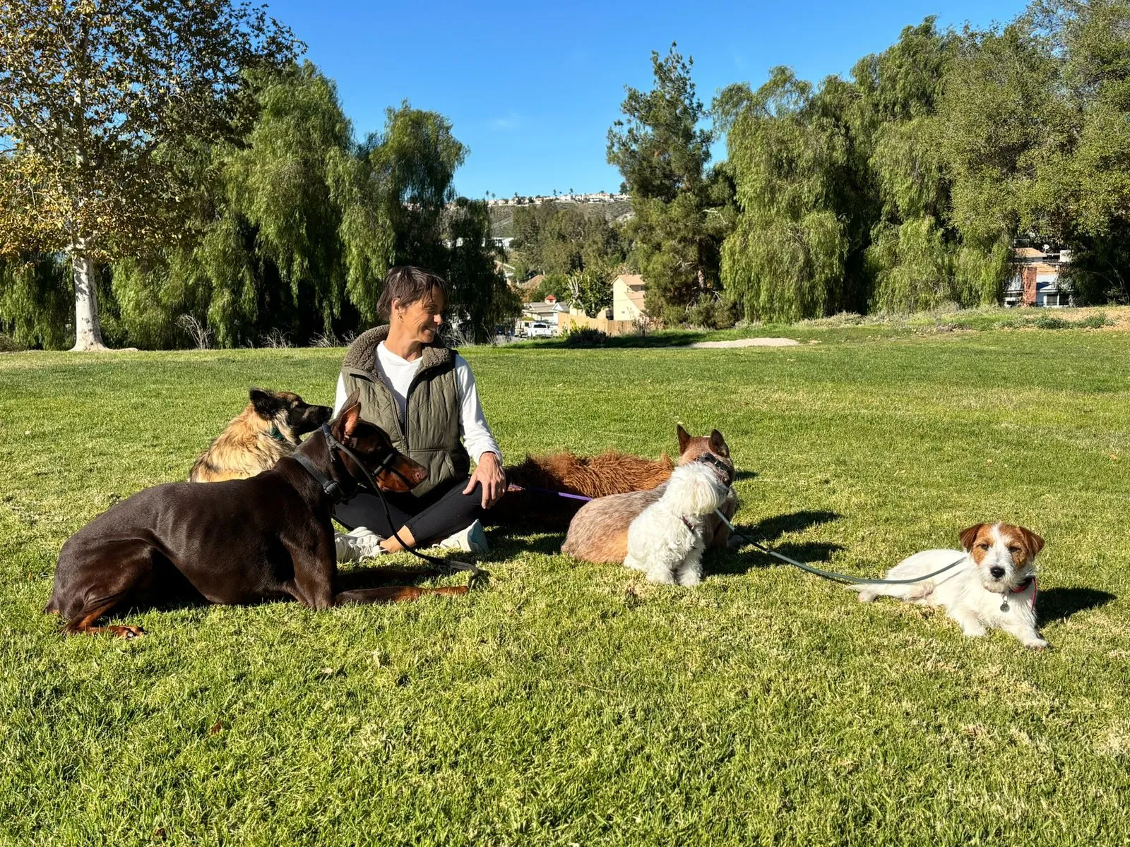 How to Choose an Emotional Support Dog and How Long the Training Lasts