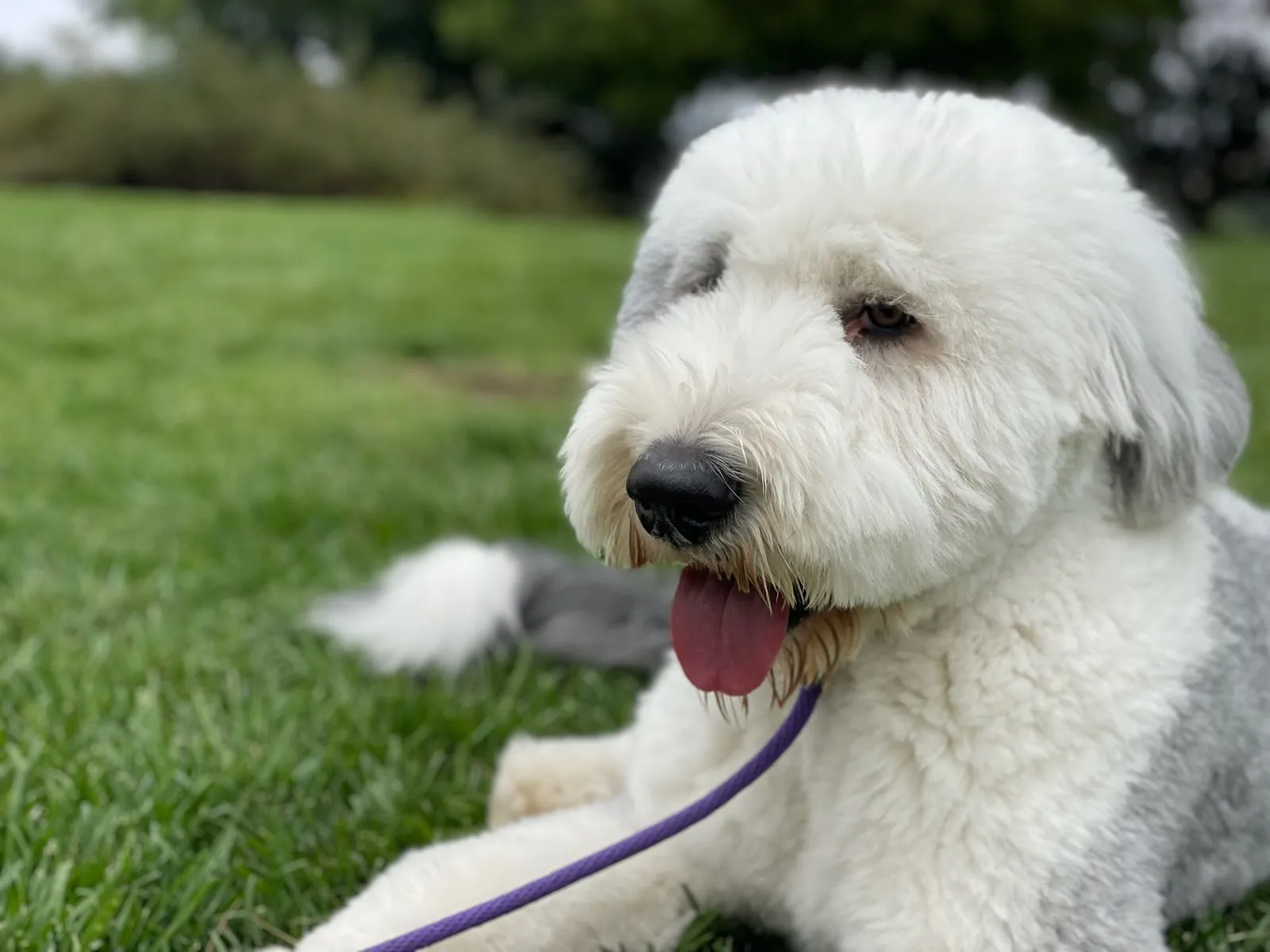 Emotional Support Dogs vs. Service Dogs