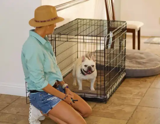 Why Is Crate Training a Great Idea for Your Dog?