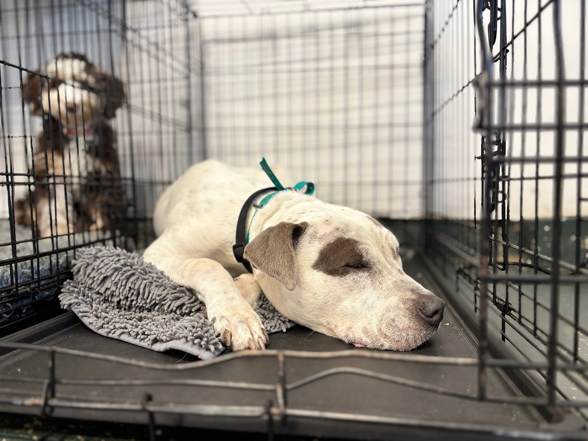 Why Is Crate Training a Great Idea for Your Dog?