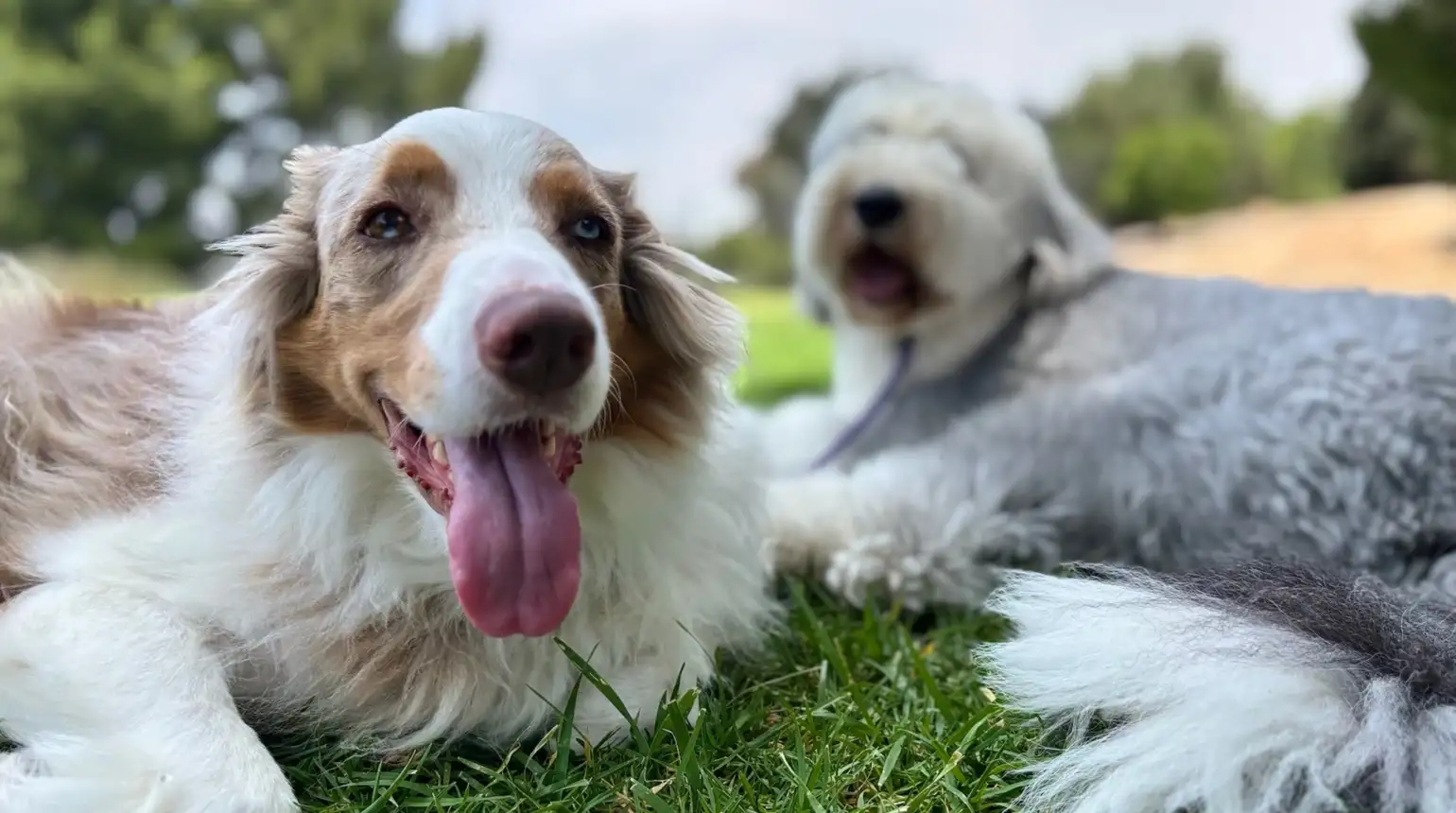 E-Collar and the Power of Intention