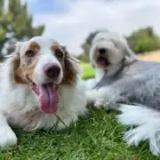 training with an e-collar