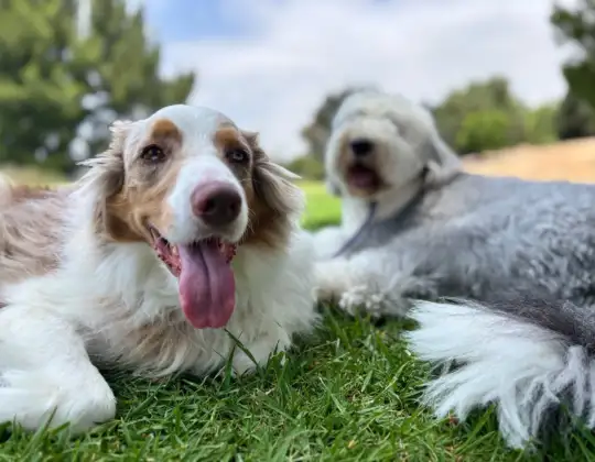 training with an e-collar