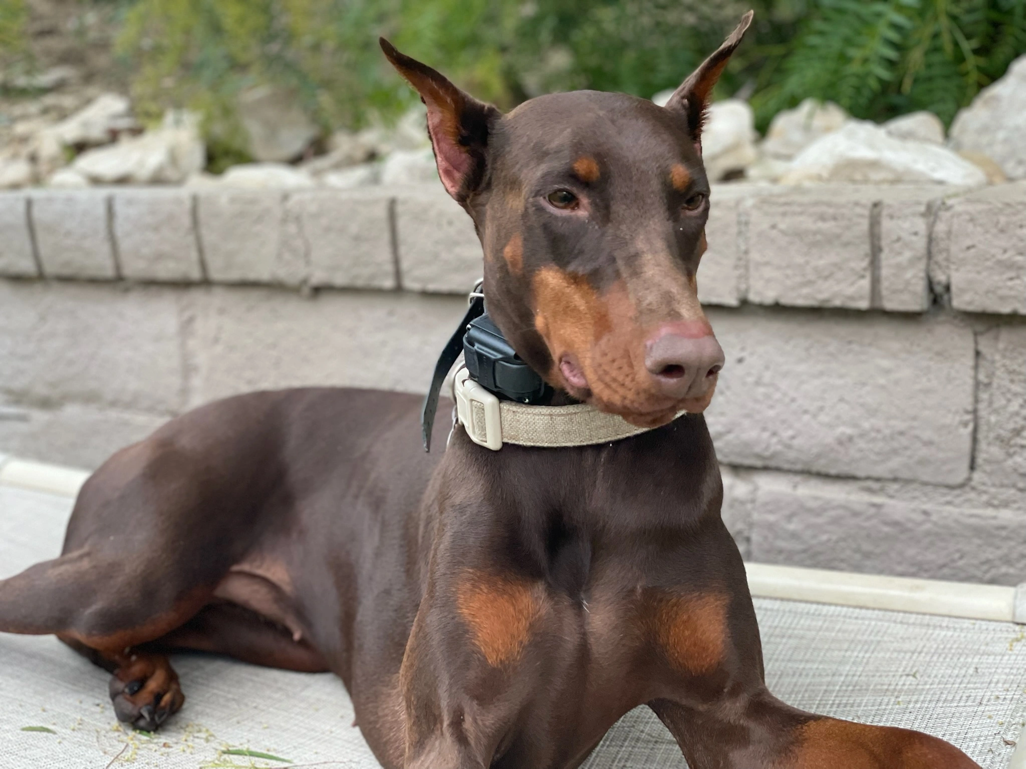e-collar training