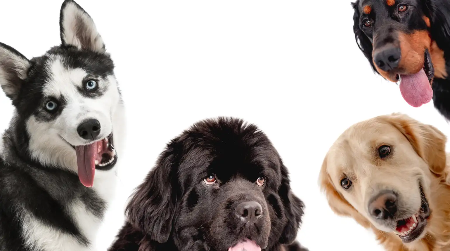 Animal Before Breed