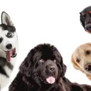 Resource guarding in dogs during behavior assessment