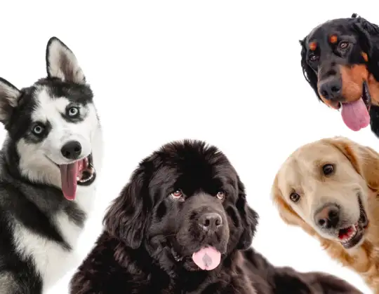 Resource guarding in dogs during behavior assessment