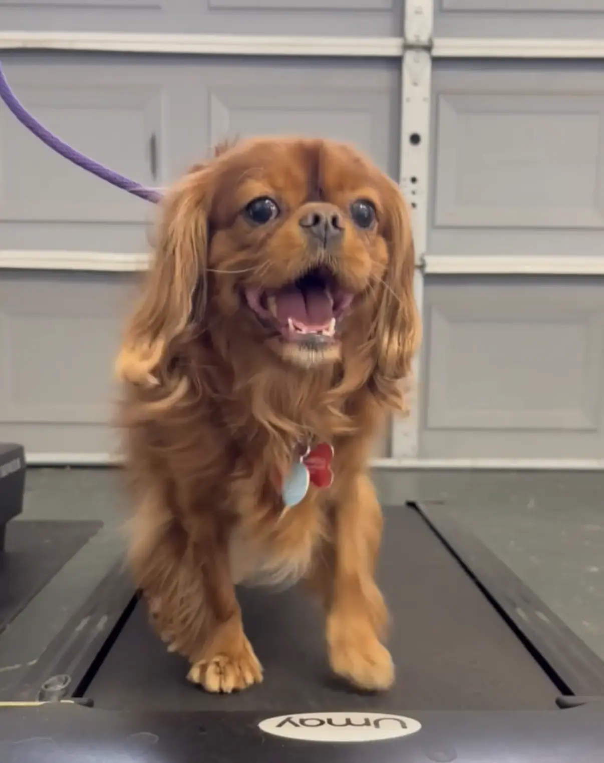 - A Dog's Life with Lia Cavalier Spaniel displaying resource guarding behavior