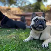 Dog Leash Training