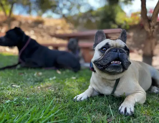 Dog Leash Training