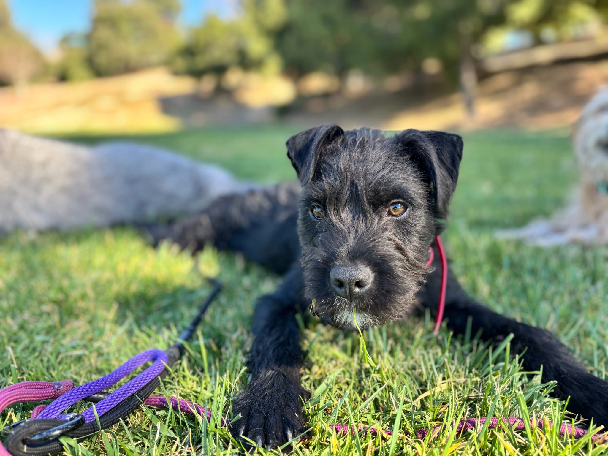 dog training leash