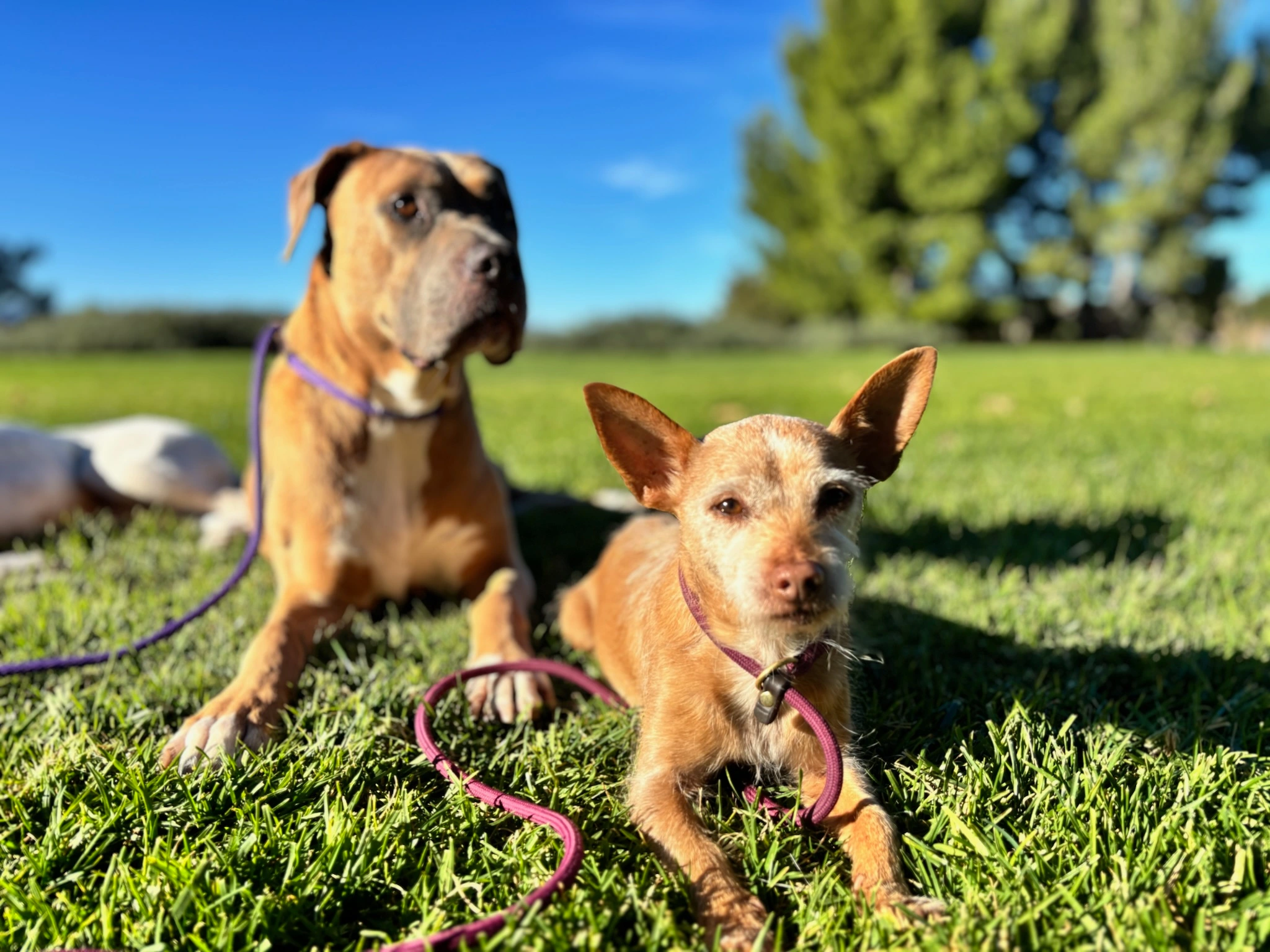 best leash for dog training