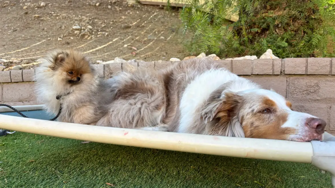 Learn why rest and sleep are essential for dog.