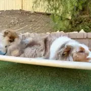 Learn why rest and sleep are essential for dog.