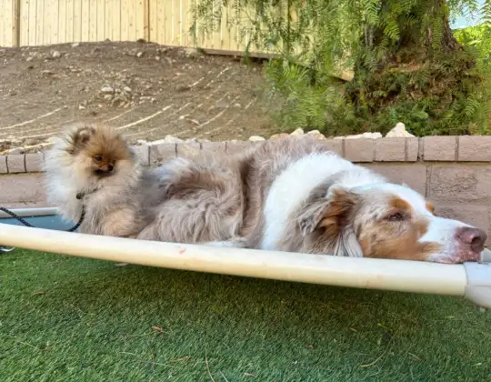 Learn why rest and sleep are essential for dog.