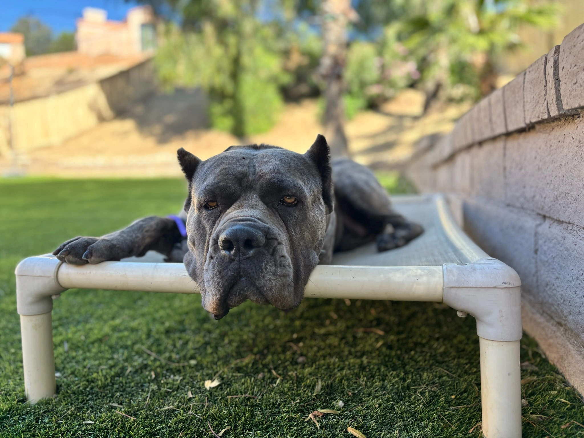 Why Rest Is Important for Dogs