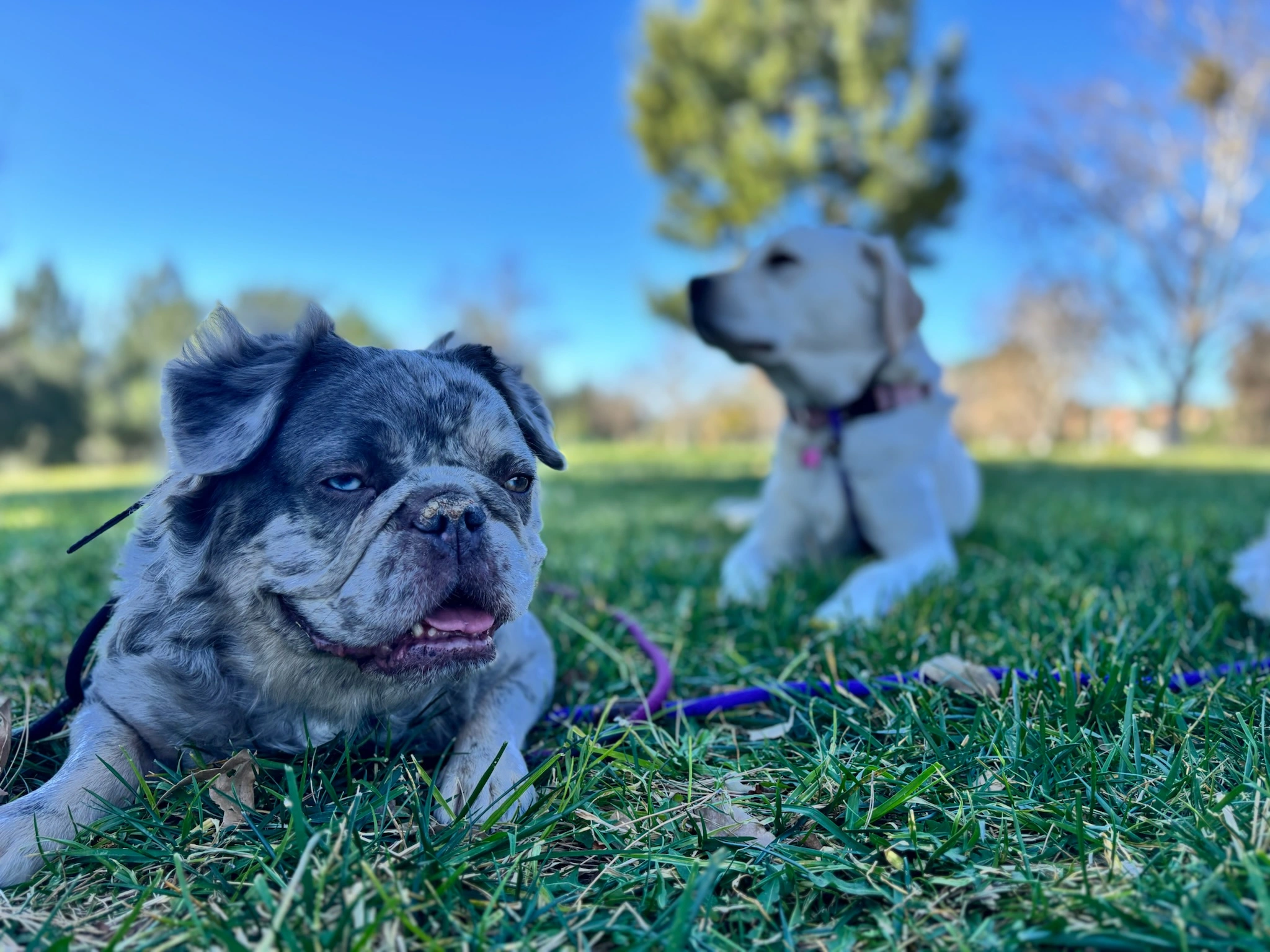 Why Dogs Need Rest and Sleep for Better Behavior