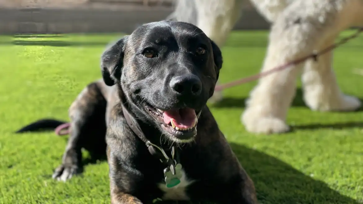 Blue Heeler rescue dog learning training and boundaries