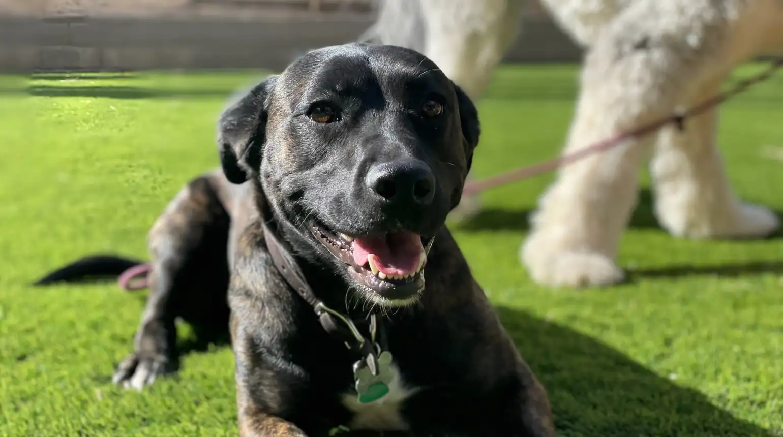 Blue Heeler rescue dog learning training and boundaries