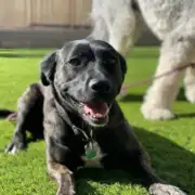 Blue Heeler rescue dog learning training and boundaries
