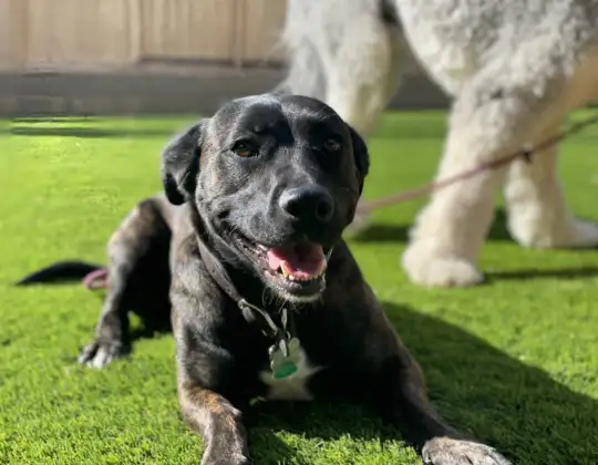 Blue Heeler rescue dog learning training and boundaries