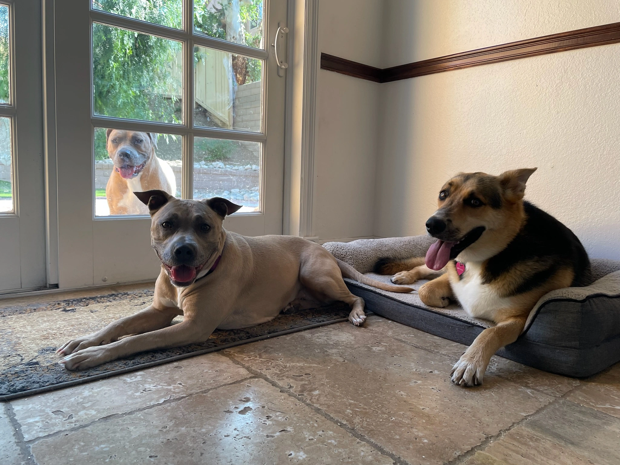 Rescue dog learning appropriate behavior with clear boundaries