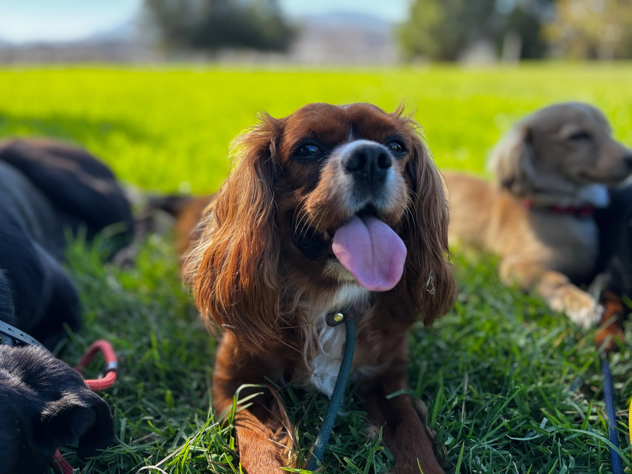 teenage dog behavior